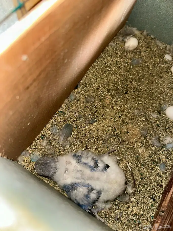 مطير طيور زينة   روز باليدات وفايلوت أوب لاين 19