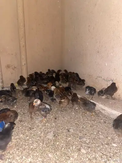 صوص دجاج 2