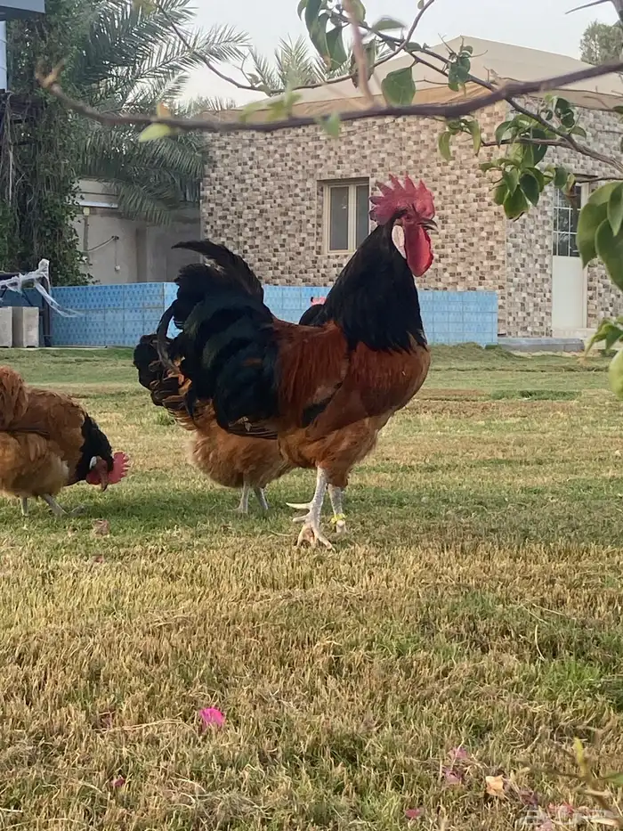 صوص دجاج فورويرك 5