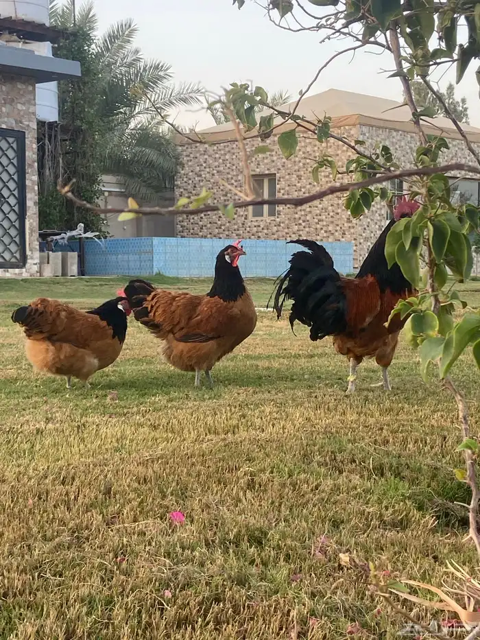 صوص دجاج فورويرك 6