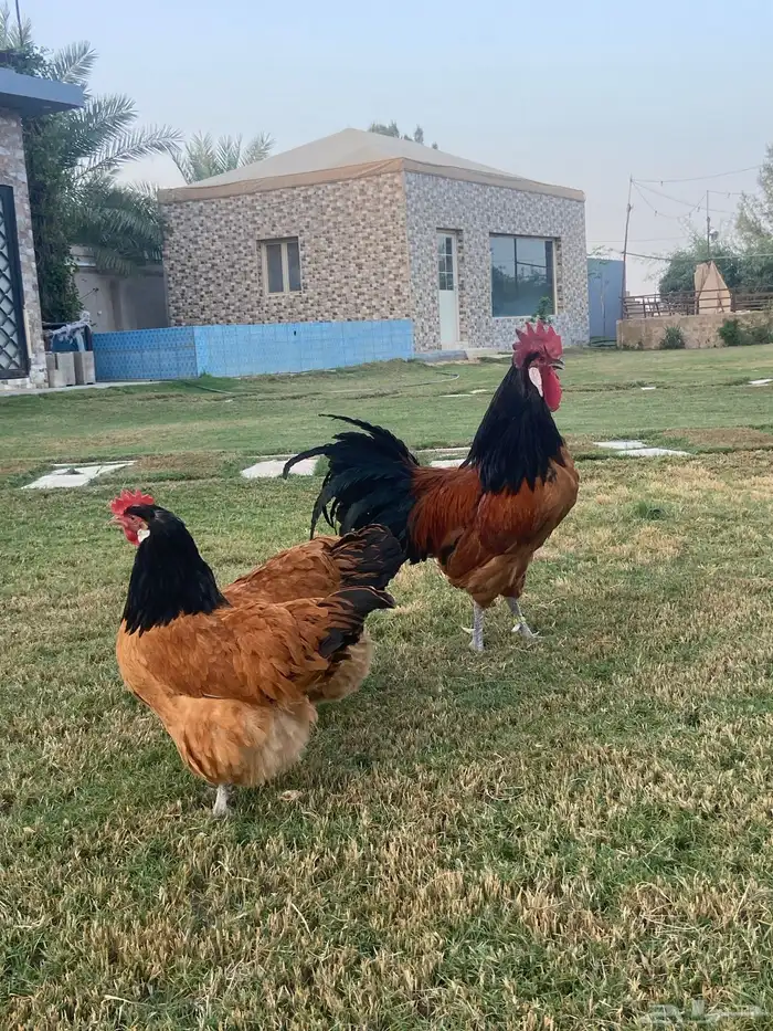 صوص دجاج فورويرك 4