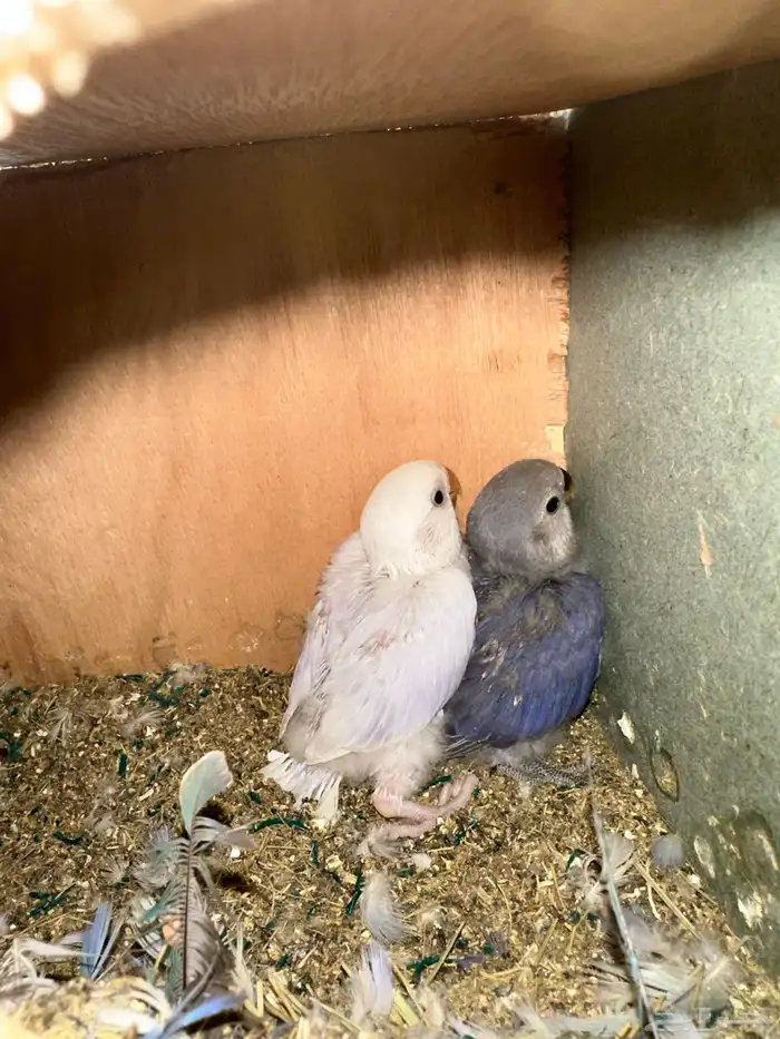 مطير طيور زينة   روز باليدات وفايلوت أوب لاين 14