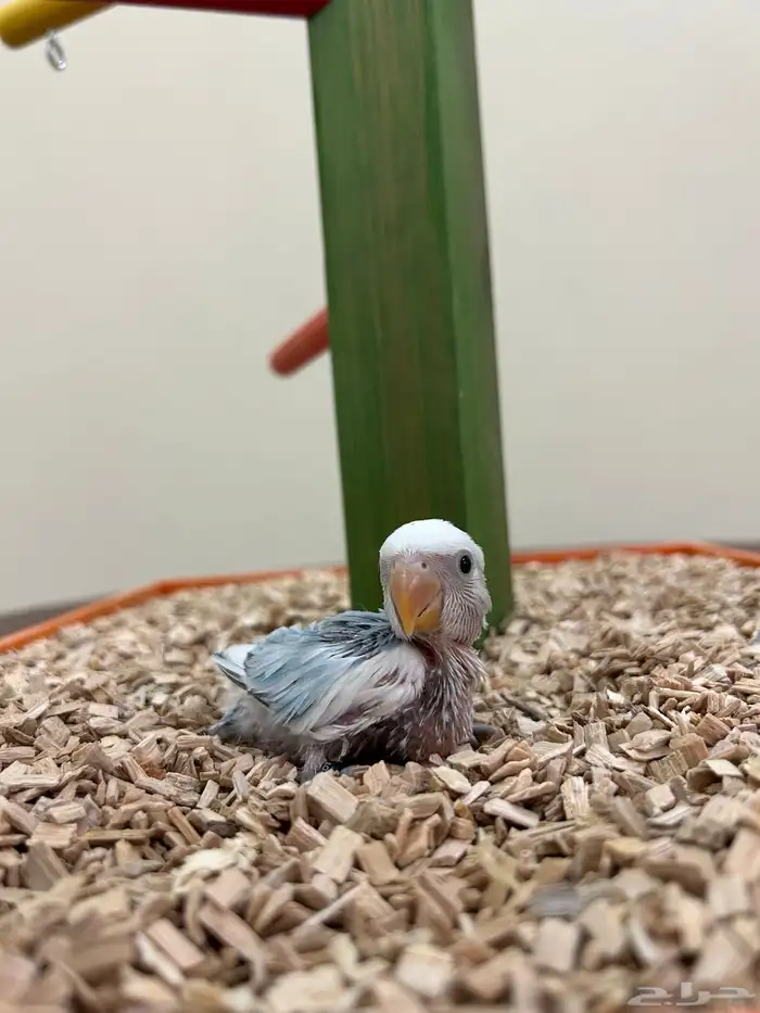 فروخ غر كنيور روز بادجي 2