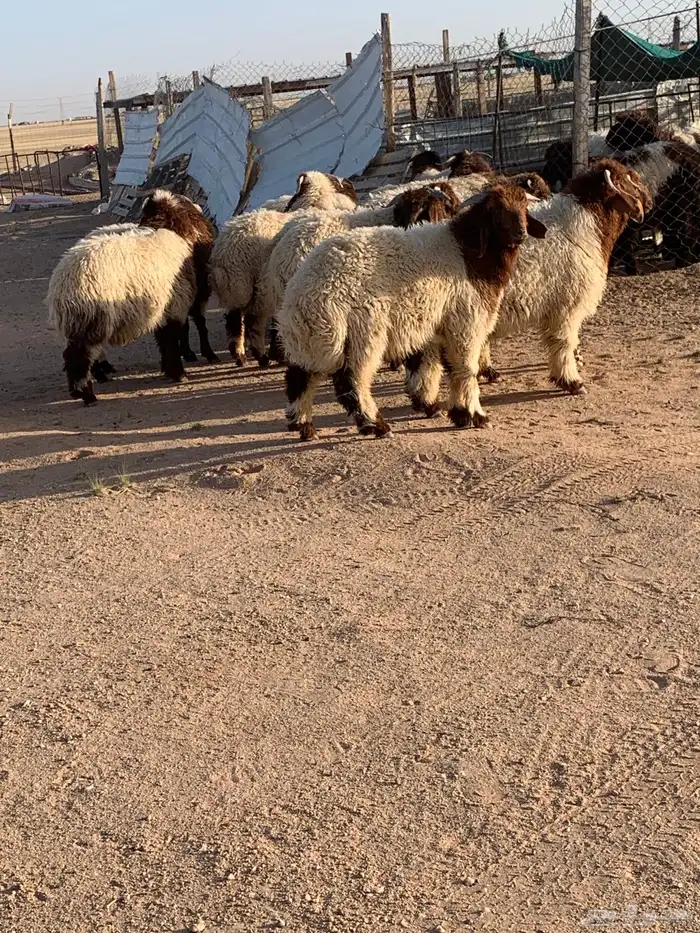 ذبايح 1