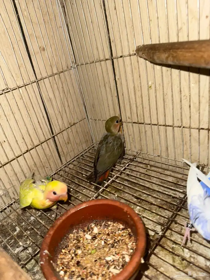 طيور روز جمله او تفريد 20