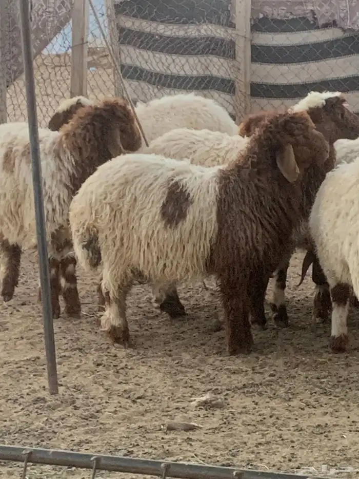 ذبايح 3