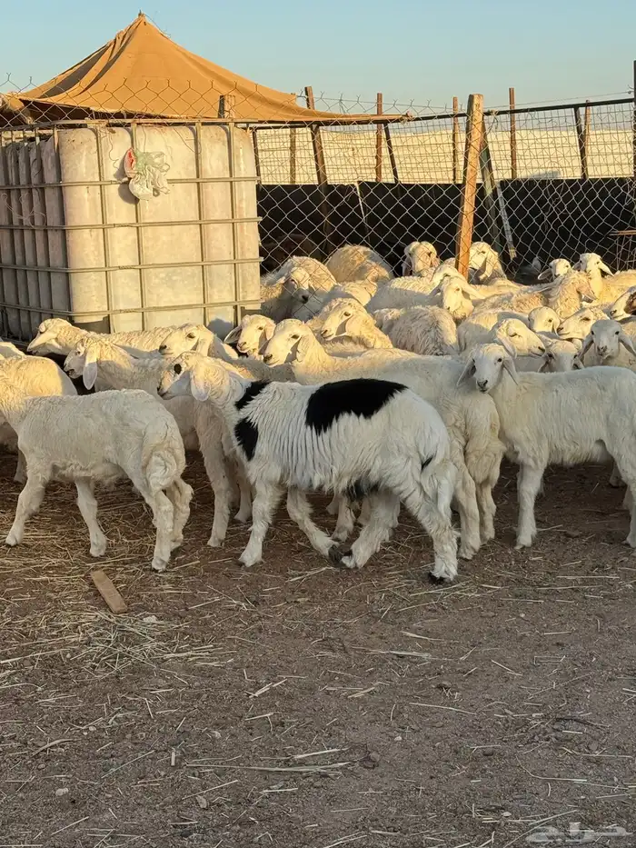 طليان حريه اضاحي 0