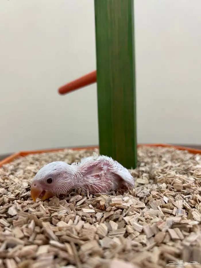 فروخ غر كنيور روز بادجي 5