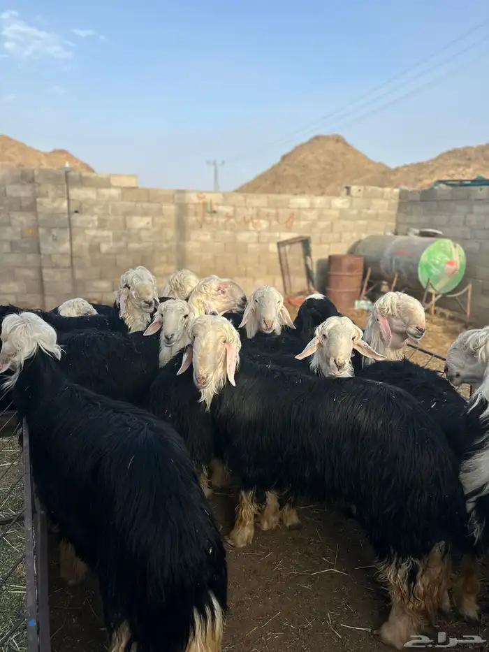 طليان نجد تم البيع تم البيع خارج 4