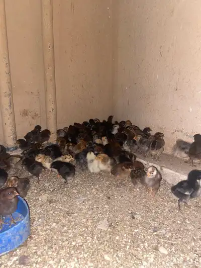 صوص دجاج 5