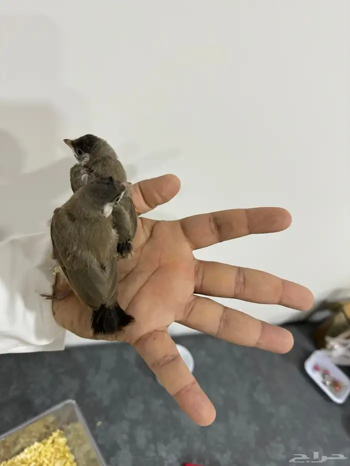 للبيع بلابل حساوي ( فروخ ) 3