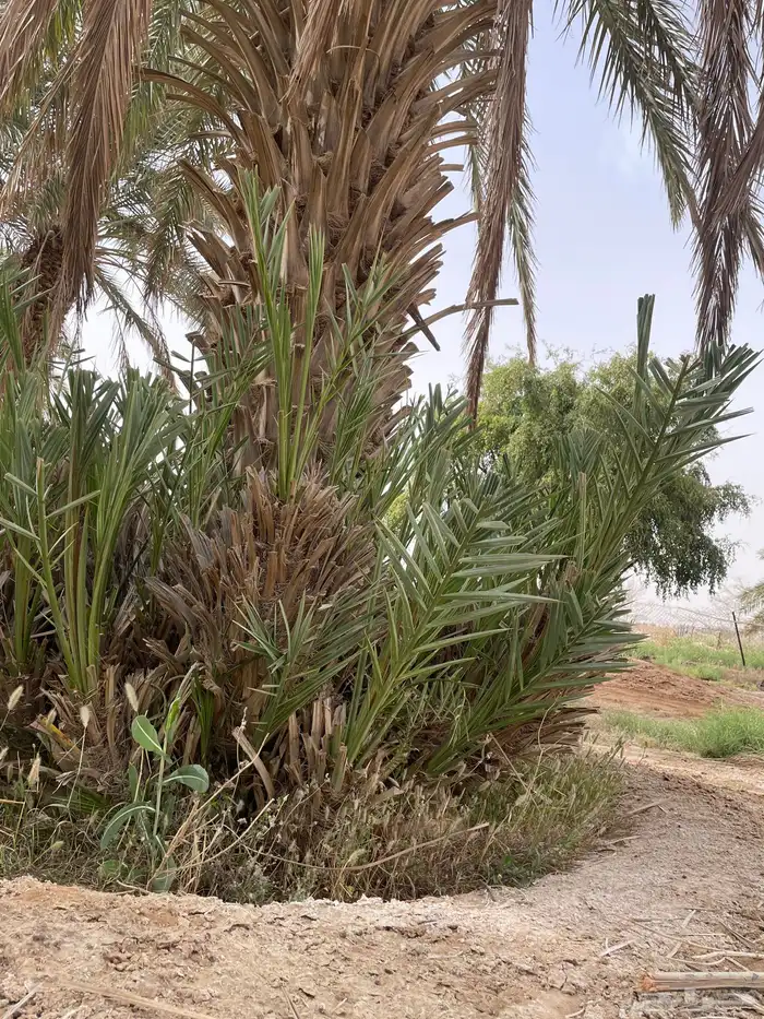 فسايل نخل وفروخ 0