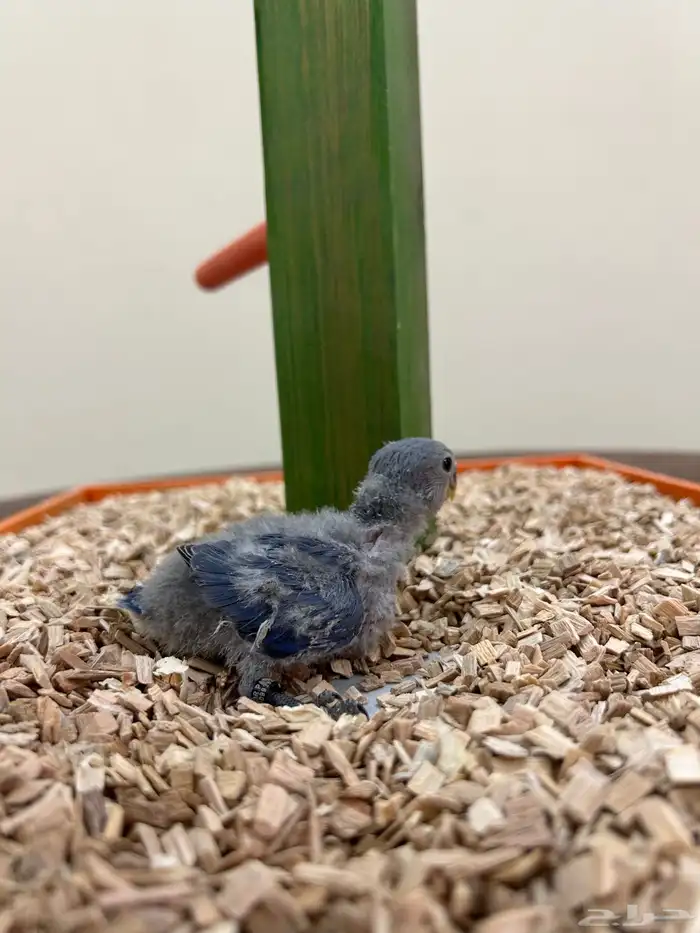 فروخ غر كنيور روز بادجي 4