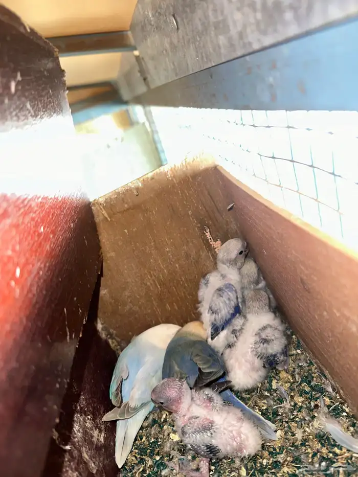 مطير طيور زينة   روز باليدات وفايلوت أوب لاين 17