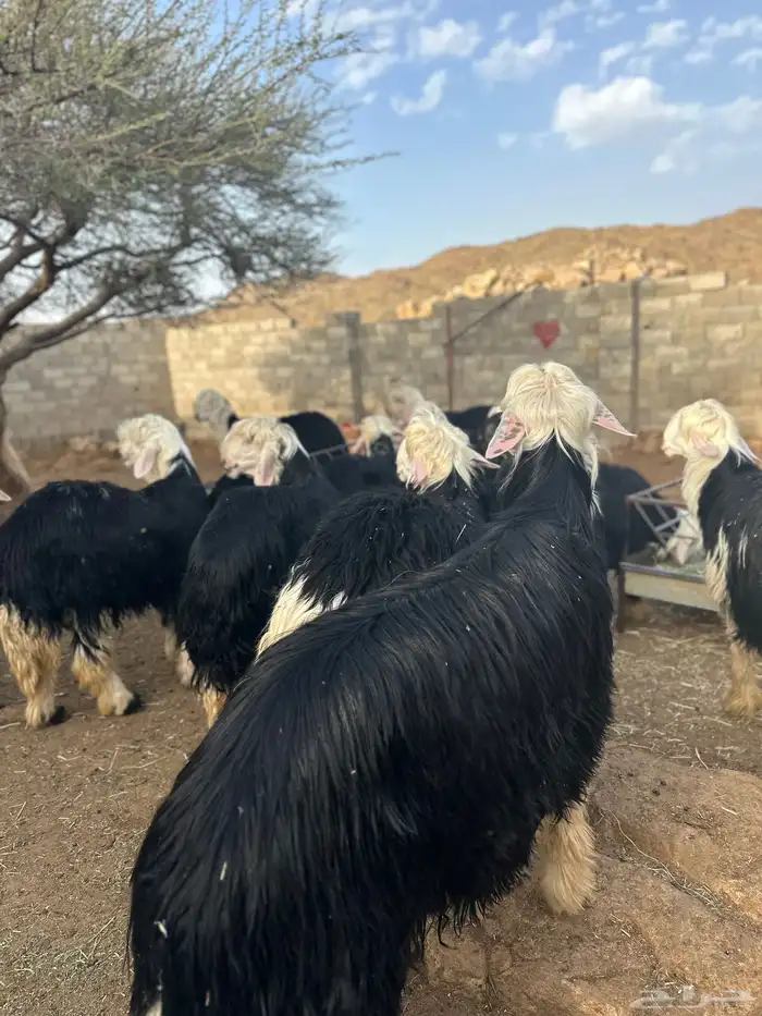 طليان نجد تم البيع تم البيع خارج 5