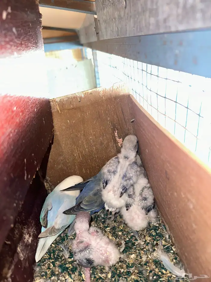 مطير طيور زينة   روز باليدات وفايلوت أوب لاين 16