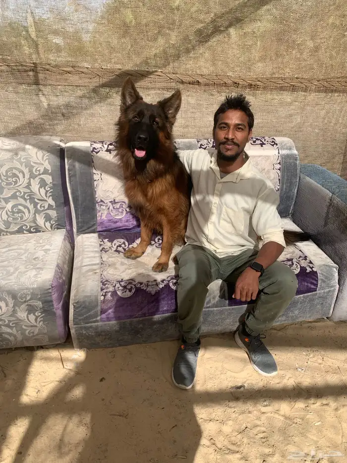 مدرب تدريب كلاب الطاعه الحراسه 31
