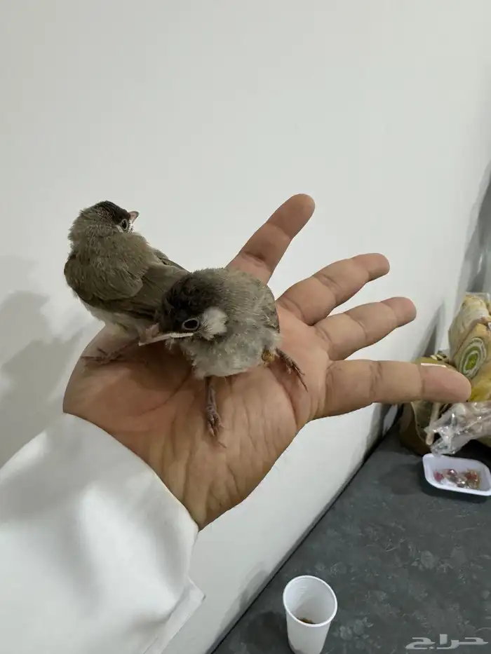 للبيع بلابل حساوي ( فروخ ) 4