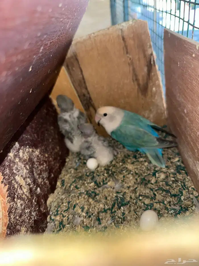 مطير طيور زينة   روز باليدات وفايلوت أوب لاين 15