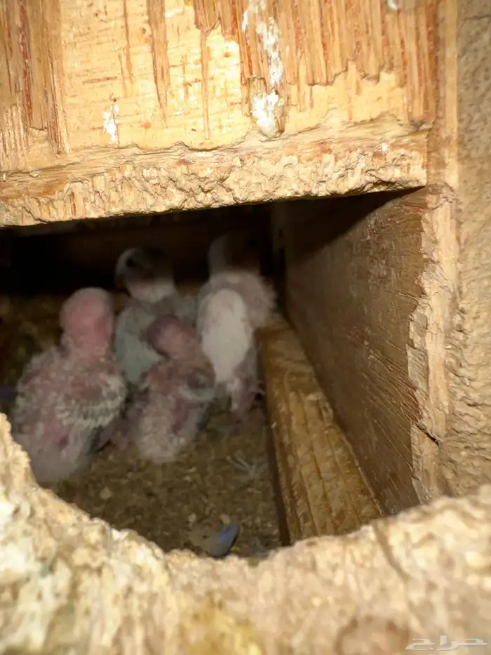 مطير طيور زينة   روز باليدات وفايلوت أوب لاين 18