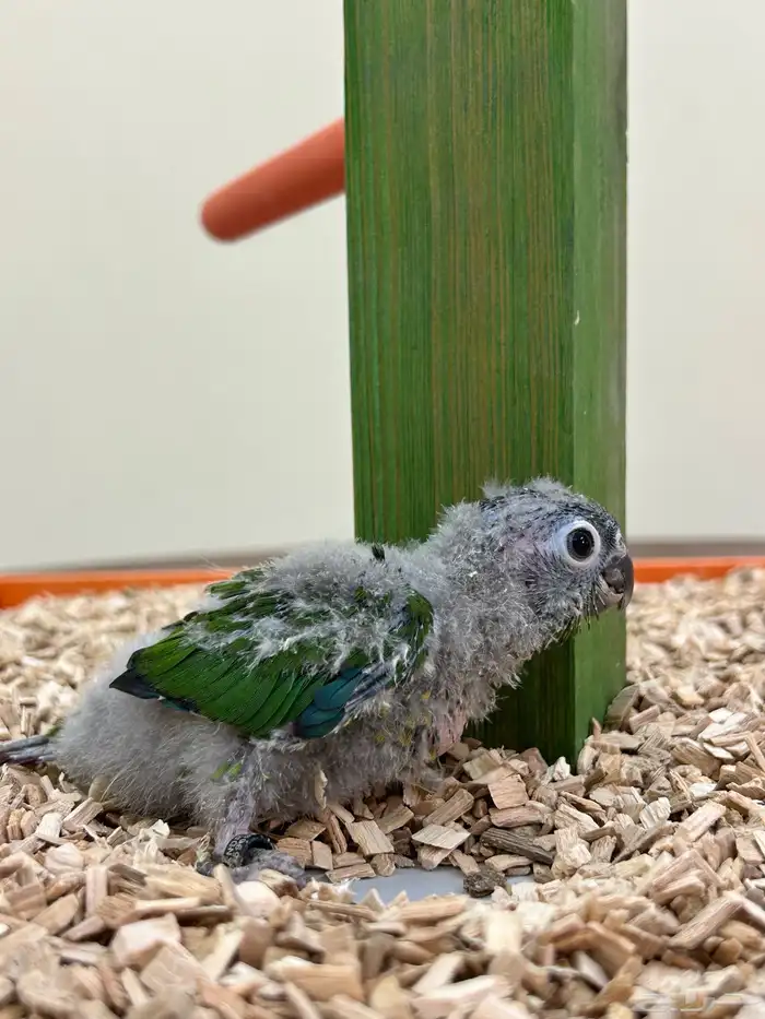 فروخ غر كنيور روز بادجي 0