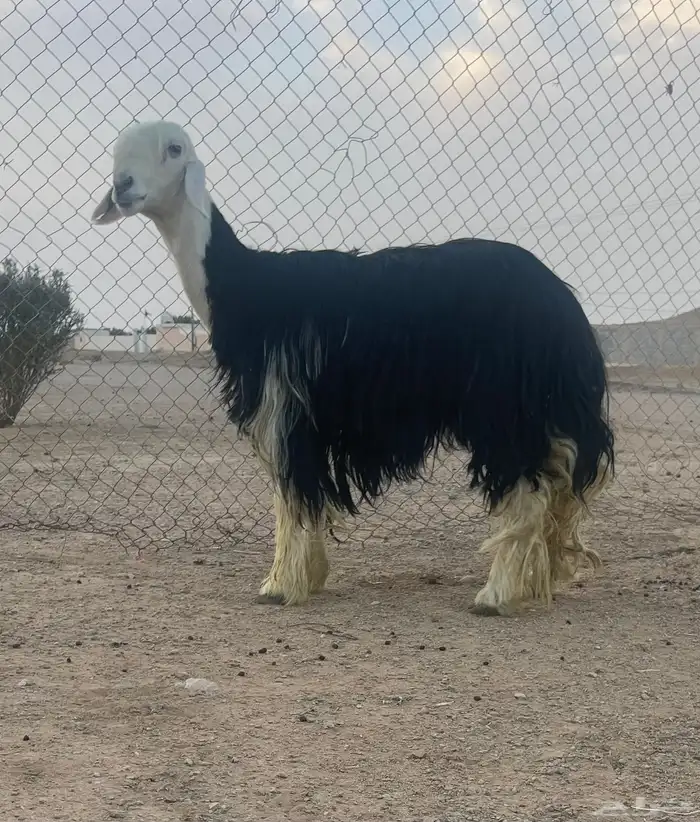 شاه نجديه صنف متبع 0