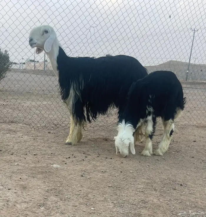 شاه نجديه صنف متبع 2