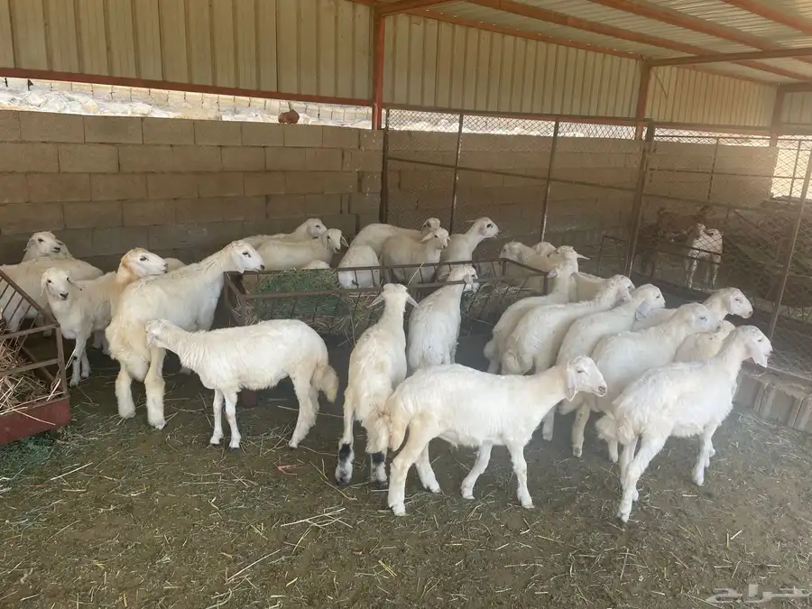 طليان العدد29 4