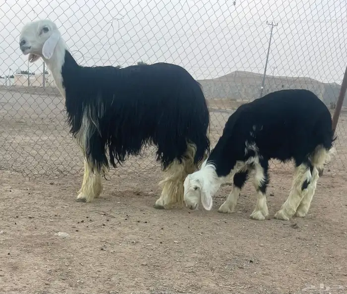 شاه نجديه صنف متبع 3