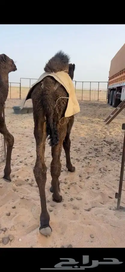 قعود طيب وسمين و على الشوز 1