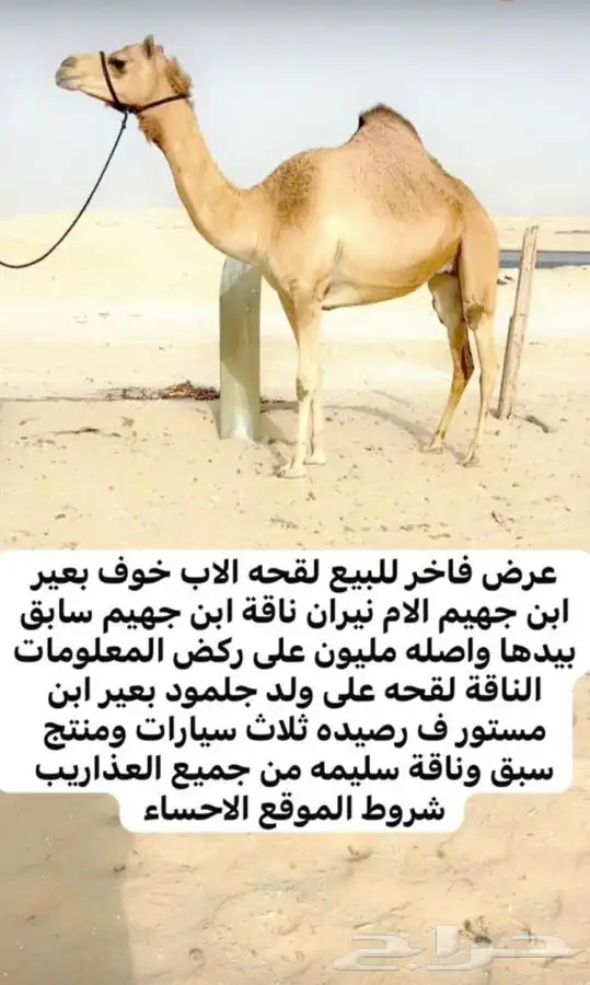 للبيع لقحه كفففوا 0