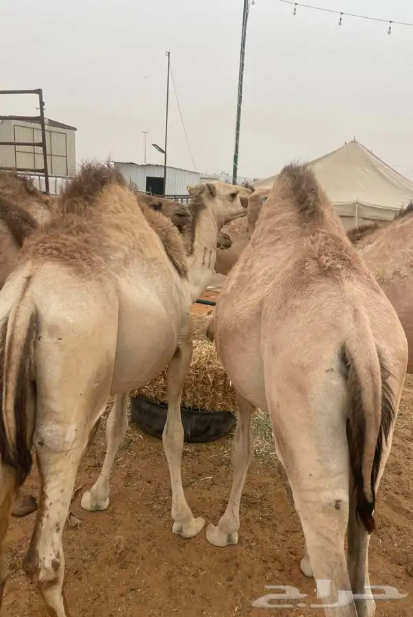 ( تم البيع ) قعدان مستورده فاخره 0