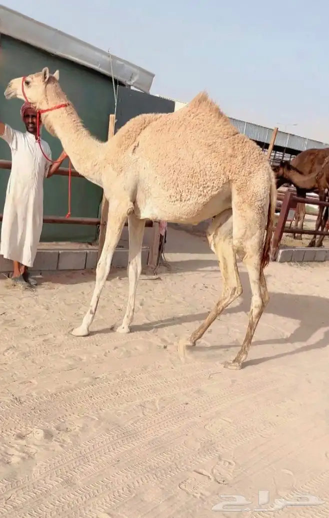 حقه كفو بنت الشرقي 0