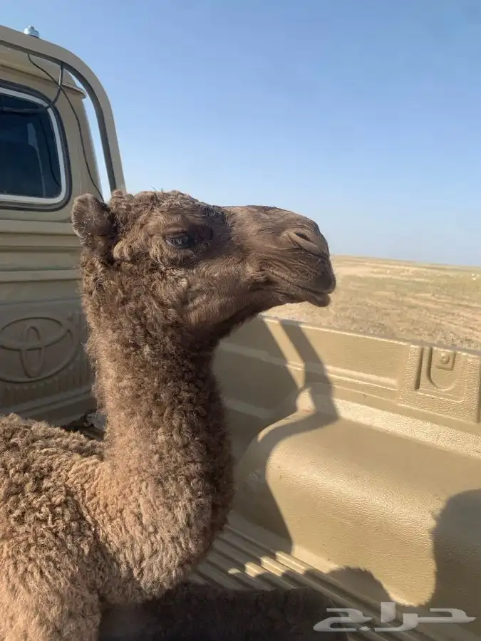 بكره شعلا للبيع 1