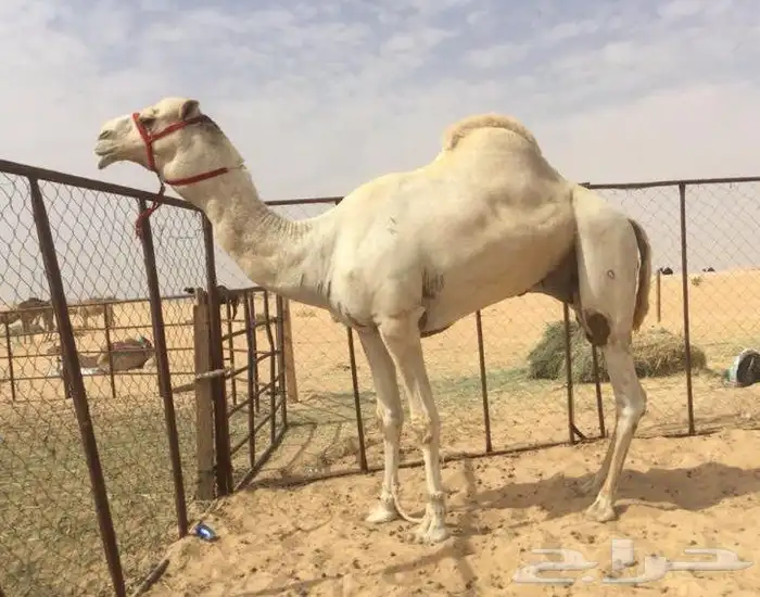خلفه راكض وسابق بيدها تحتها بكره كفو على بعير منتج 2
