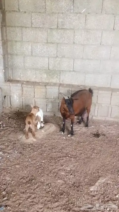 زوج قزم مع انتاجه 1