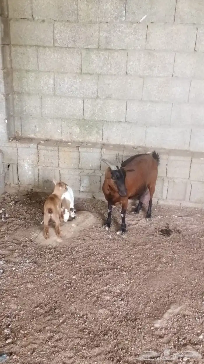 زوج قزم مع انتاجه 1