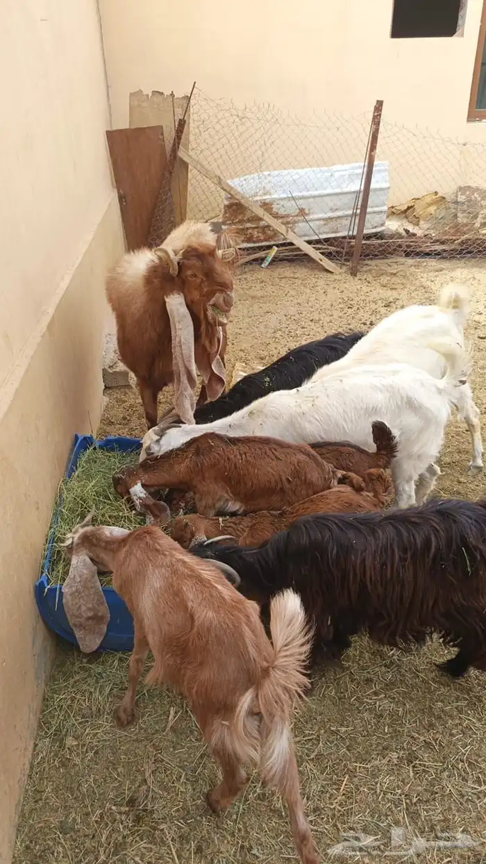 اربع كل وحده معها ثنين اعمرها على ثلاث شهور وشهرين وحده 0