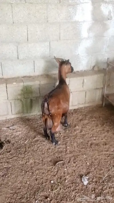 زوج قزم مع انتاجه 0