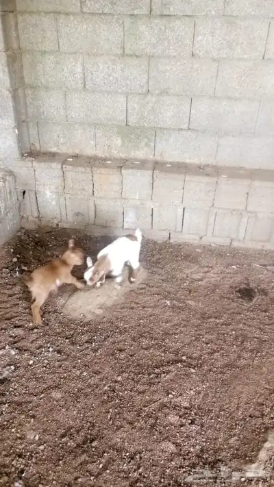 زوج قزم مع انتاجه 2