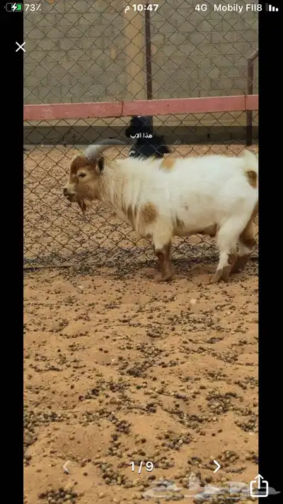 زوج قزم مع انتاجه 5