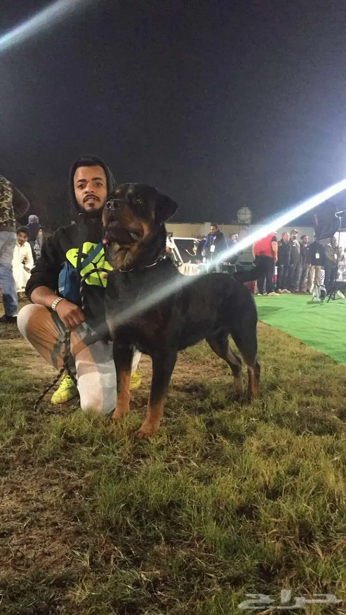 مدرب تدريب كلاب الطاعه الحراسه 23