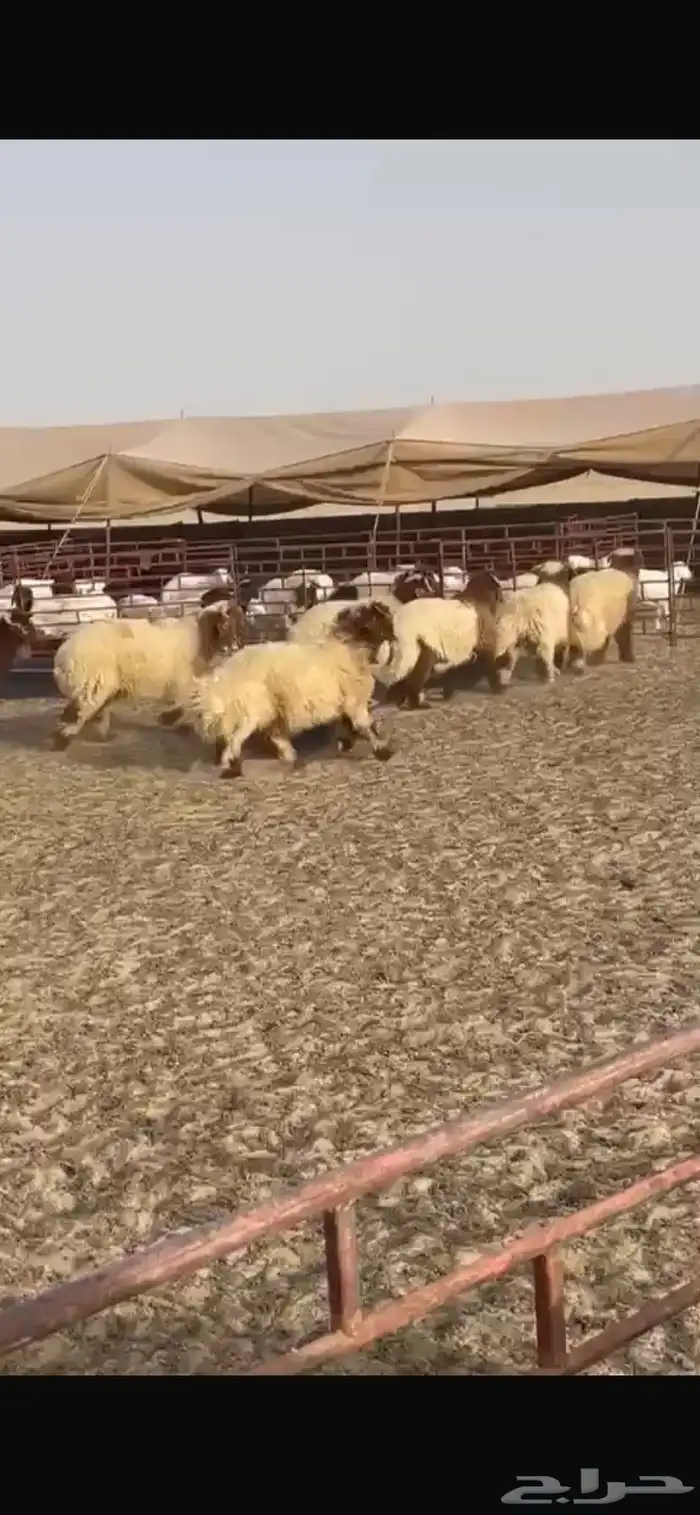 7 خرفان نعيمي 0
