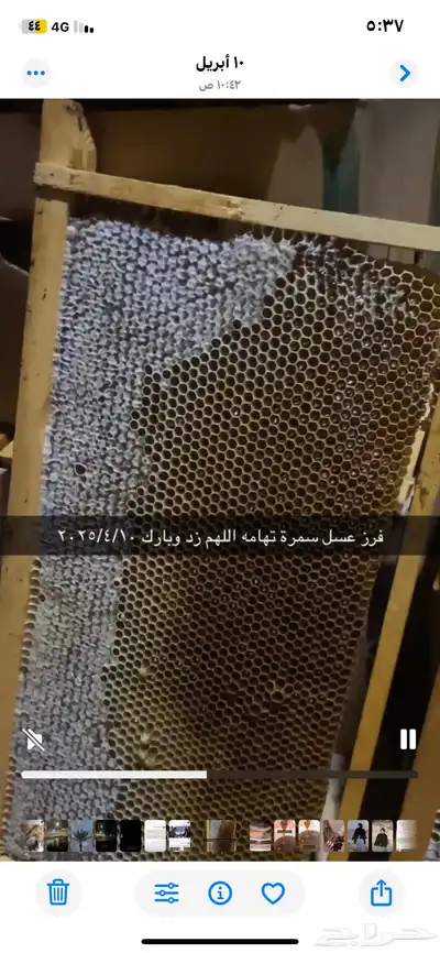 عسل سمرة تهامه( ثقل ريحه طعم) 3