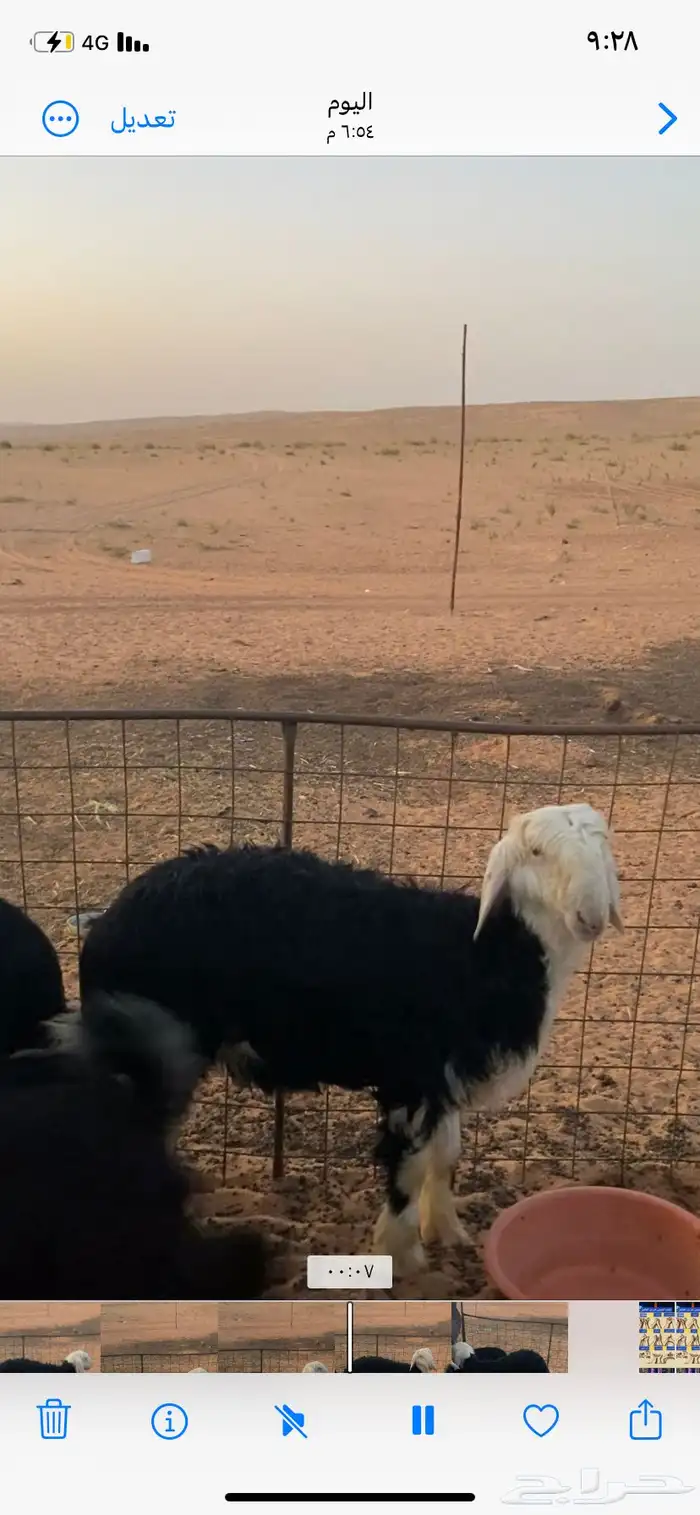 ماشاءالله خروف نجدي طيب التواصل واتس أب 3