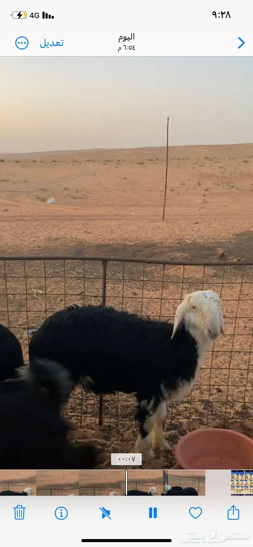 ماشاءالله خروف نجدي طيب التواصل واتس أب 3