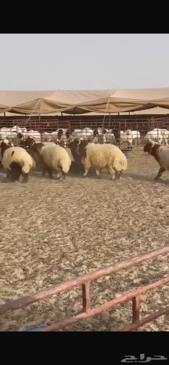 7 خرفان نعيمي 3