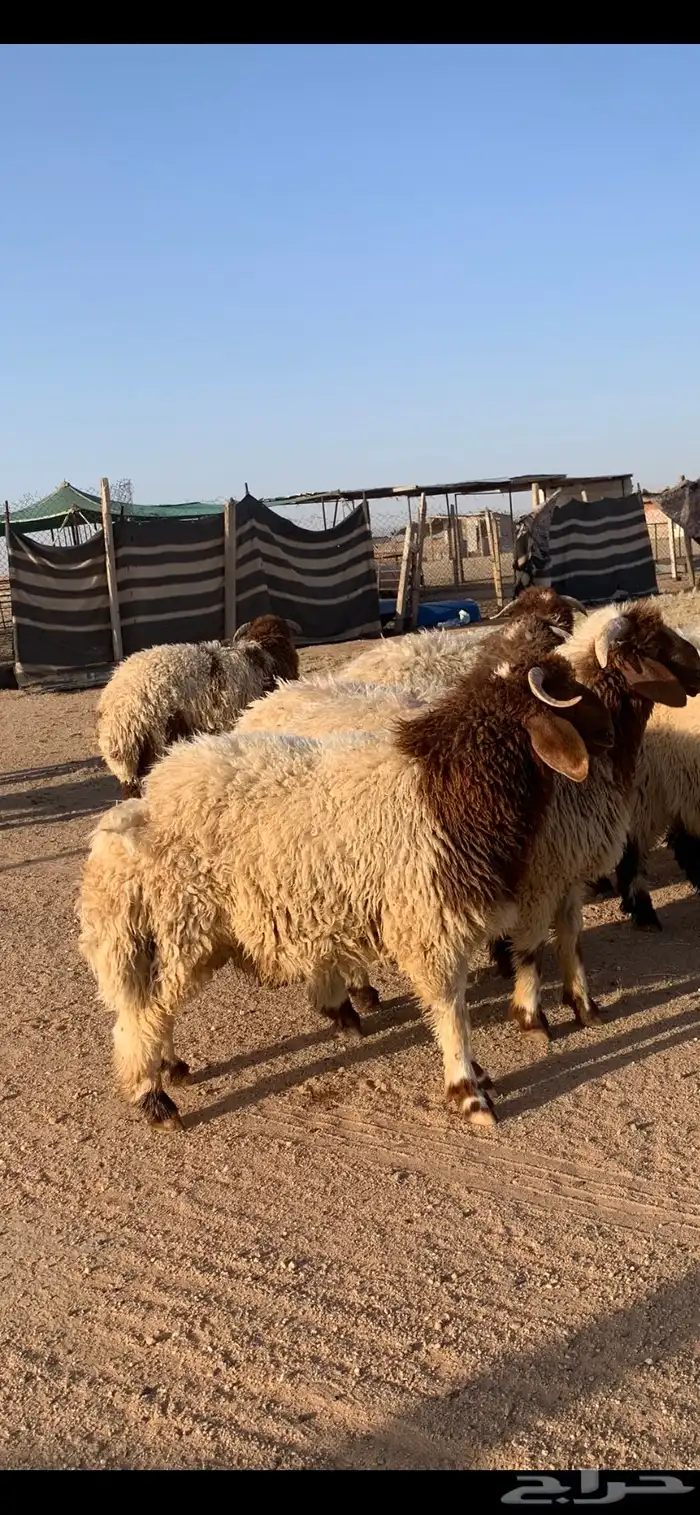 ذبايح 0