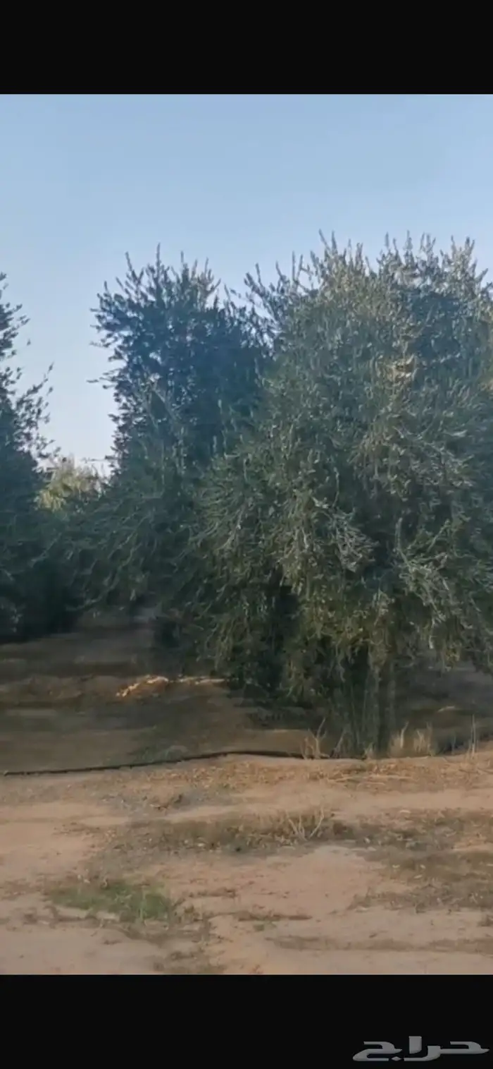اشجار زيتون للبيع 0