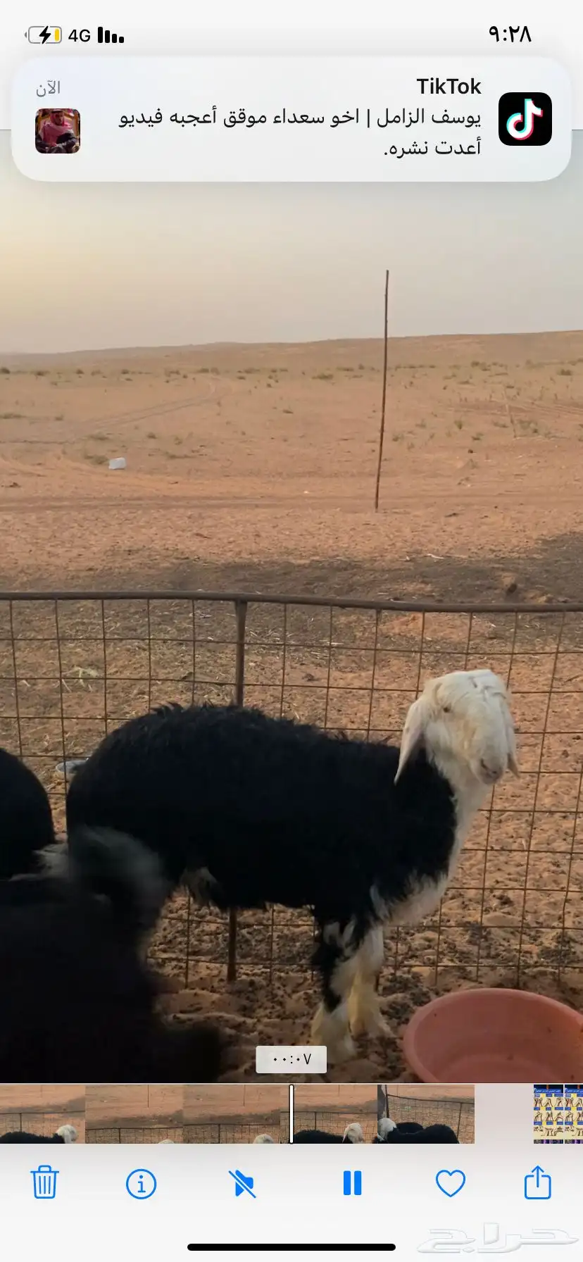 ماشاءالله خروف نجدي طيب التواصل واتس أب 4